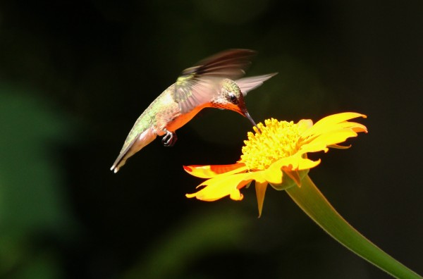 Hummingbird Feeding On Mexican Sunflower by Deb Oppermann